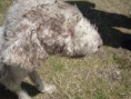 /album/photogallery/muddy-violet-jpg/